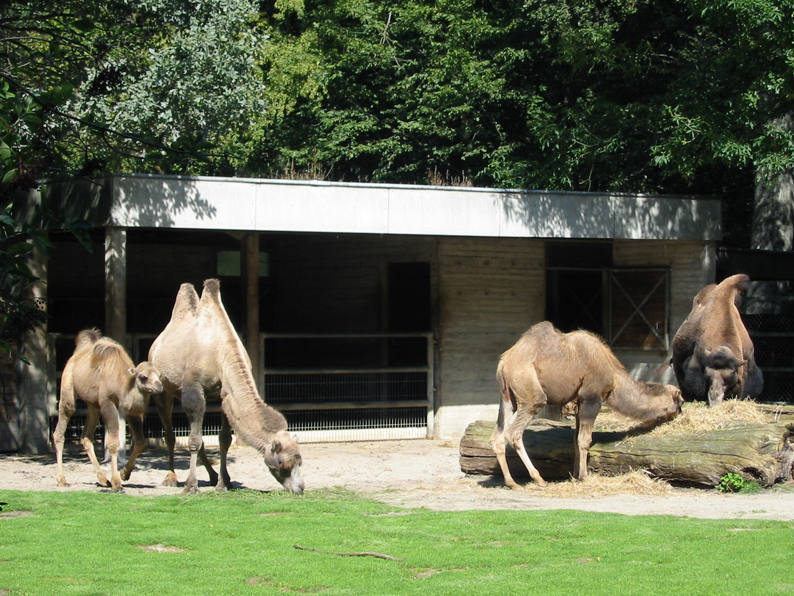 Hannover Zoo 2004 - Bactrian Camel group