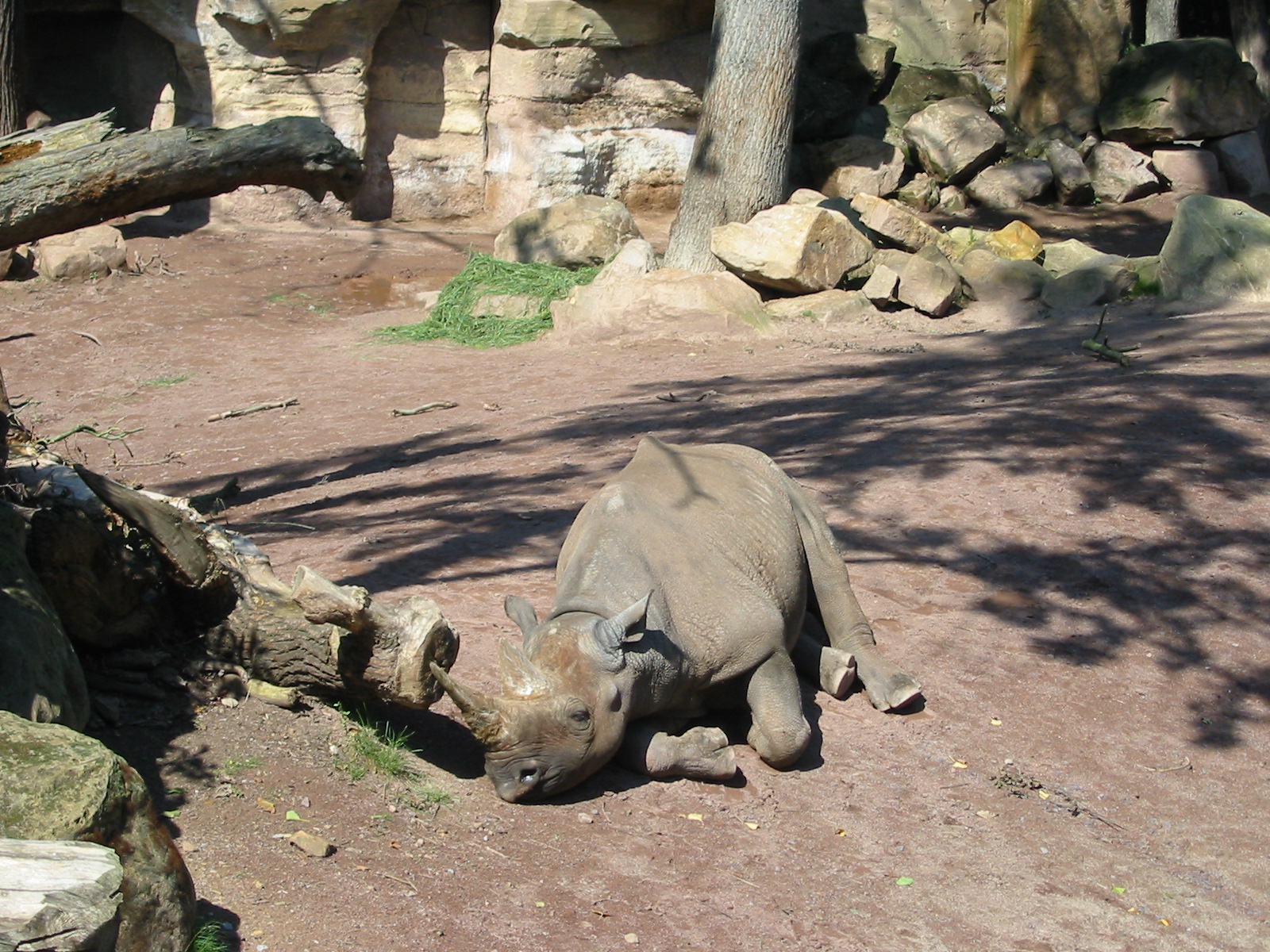 Hannover Zoo 2004 - Black Rhinoceros