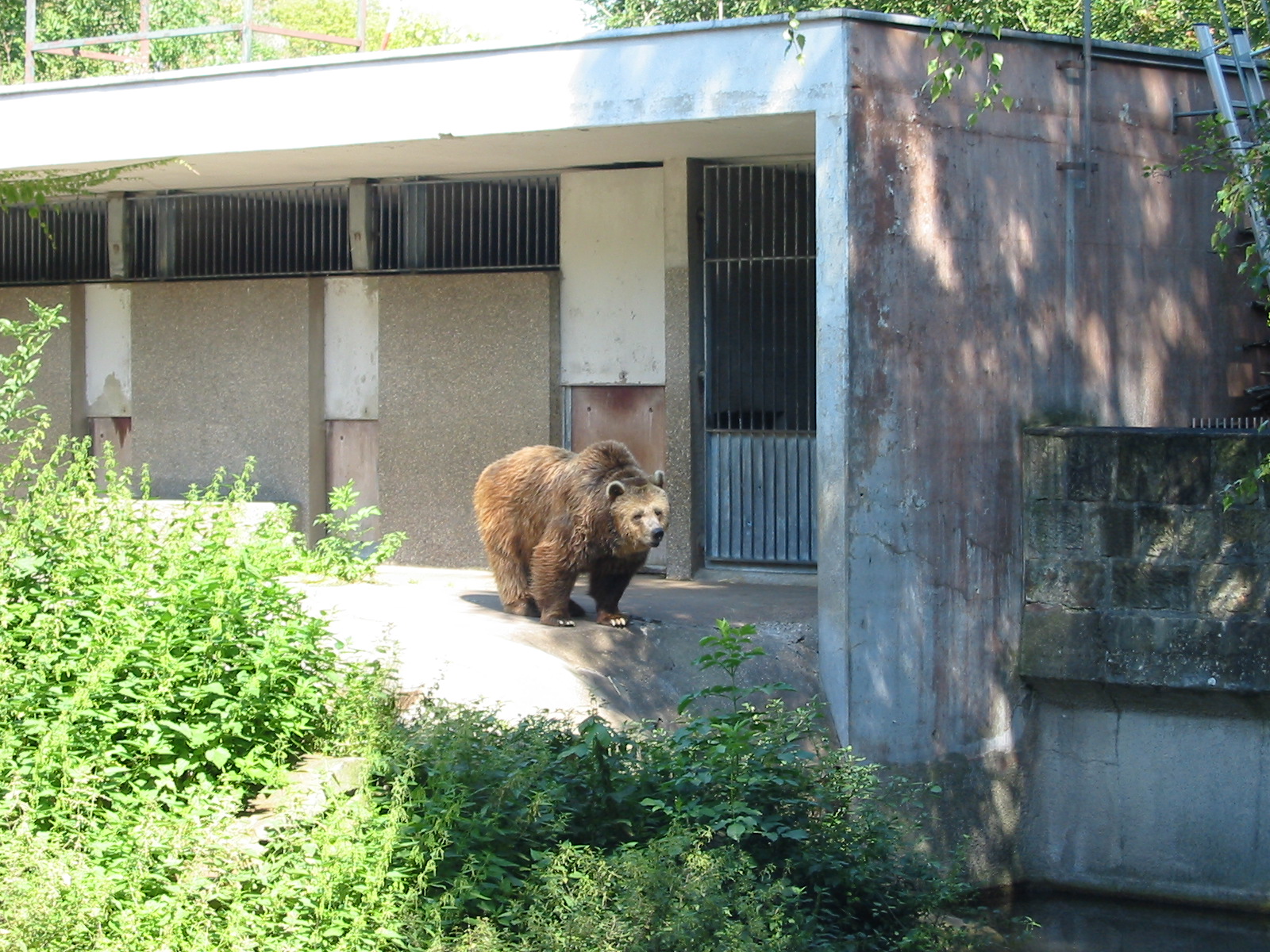 Hannover Zoo 2004 - Brown Bear in the old exhibit
