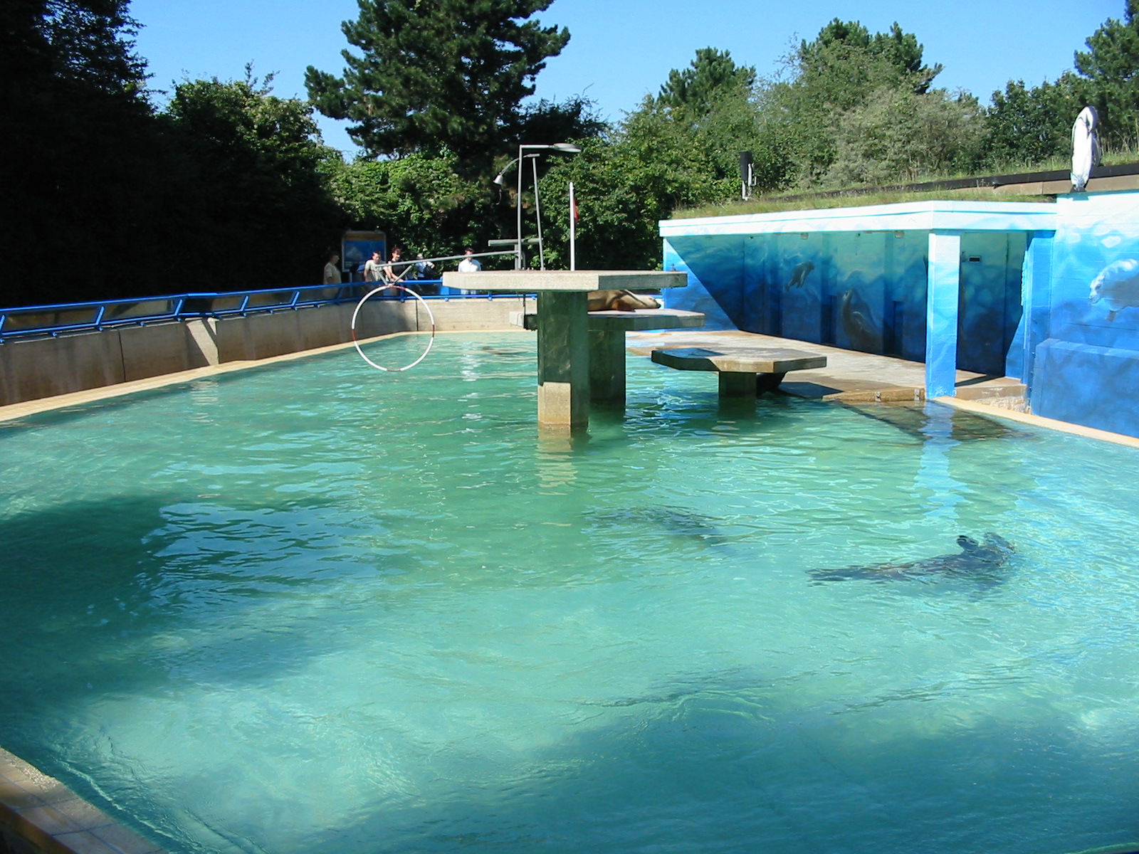 Hannover Zoo 2004 - California Sea Lion pool