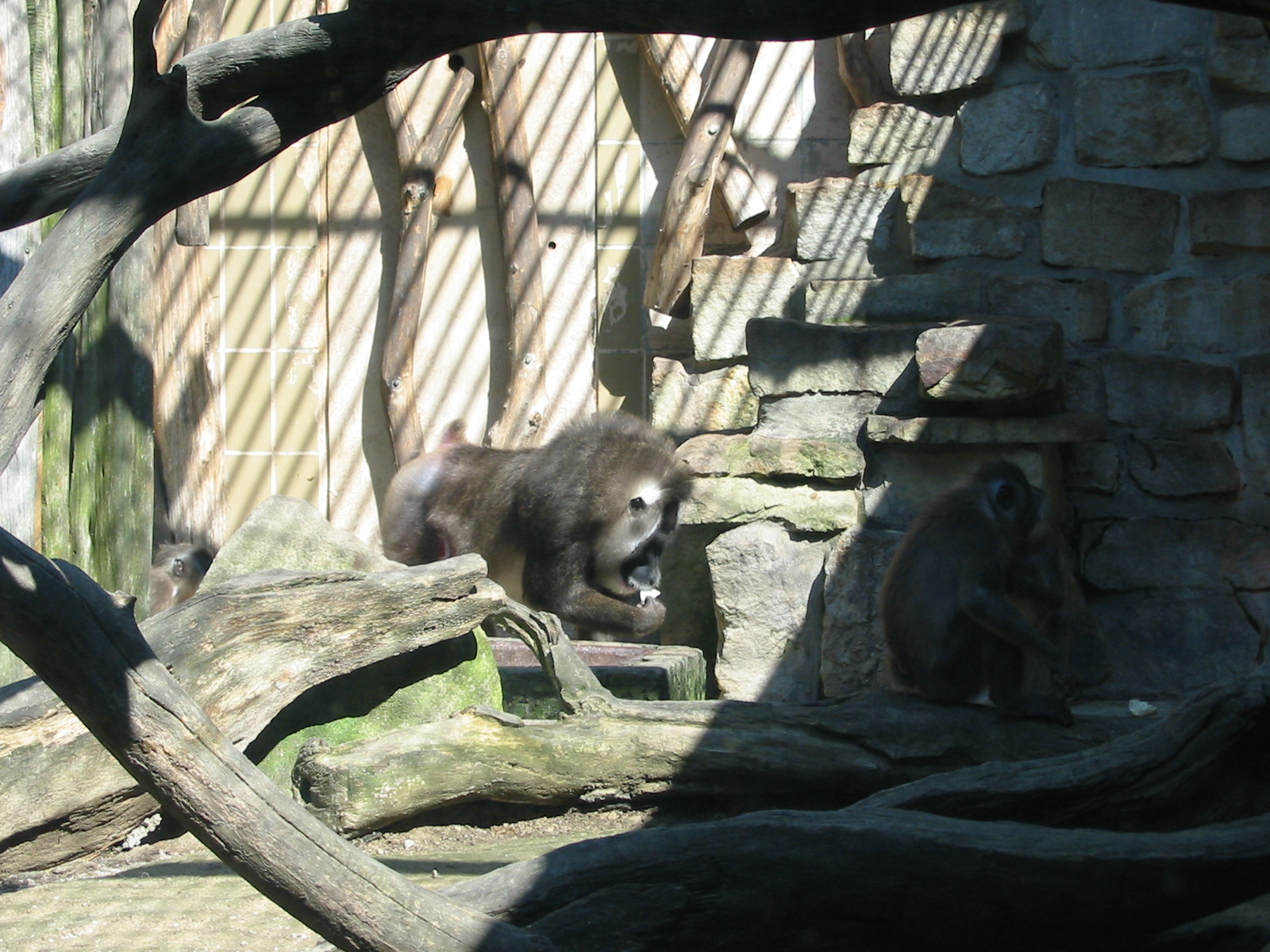 Hannover Zoo 2004 - Drills