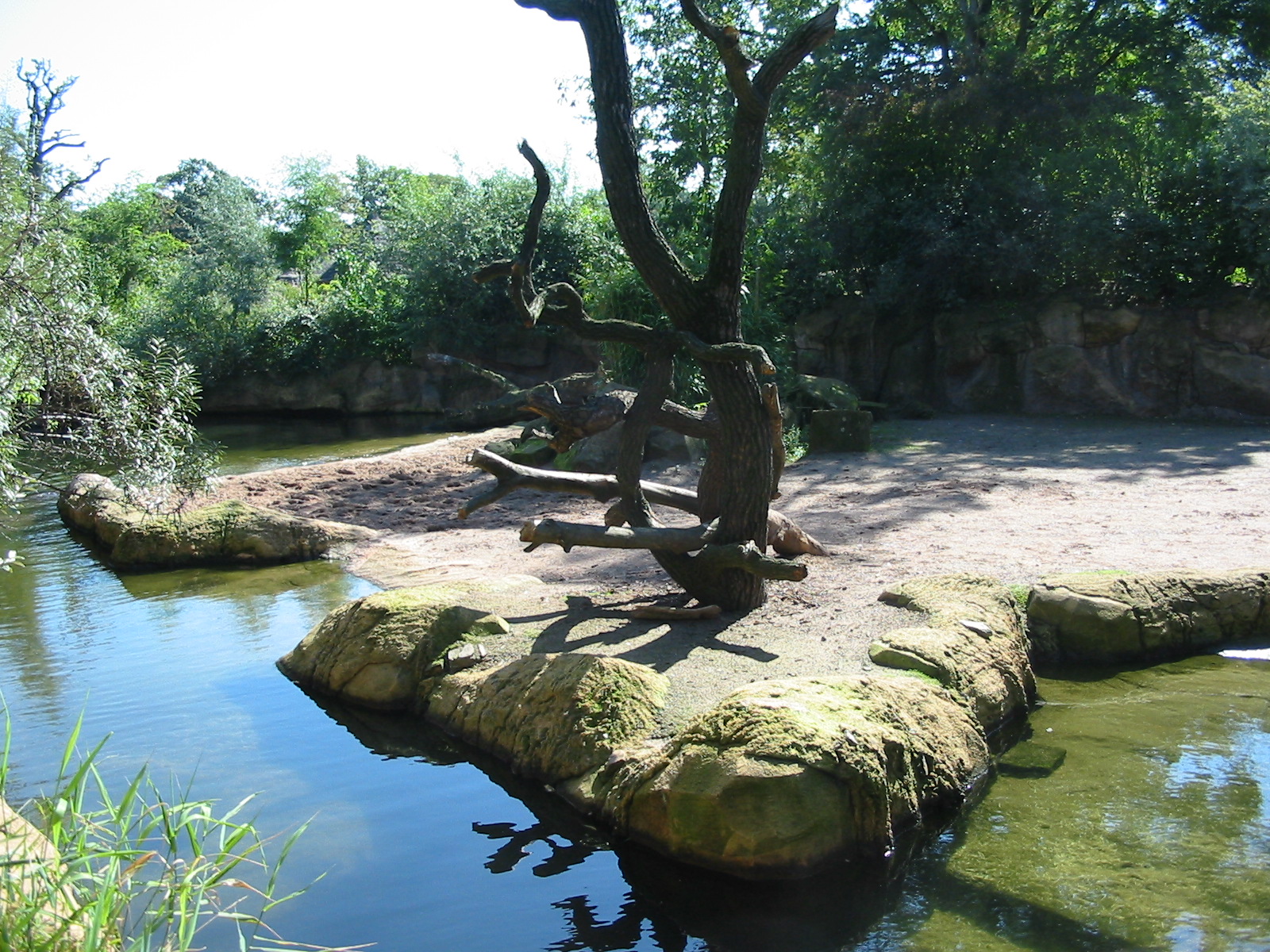 Hannover Zoo 2004 - Hippopotamus exhibit