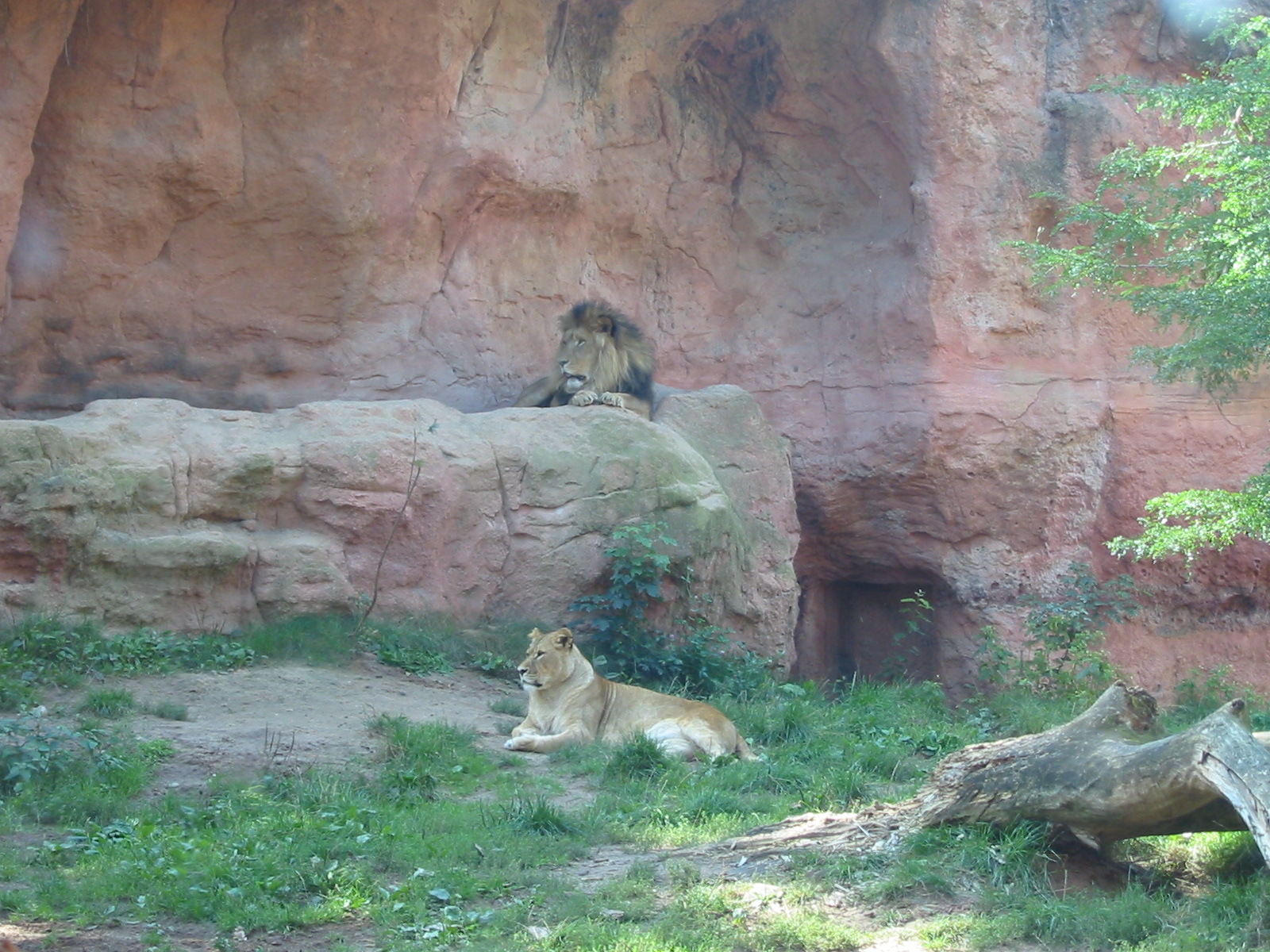Hannover Zoo 2004 - Lion exhibit