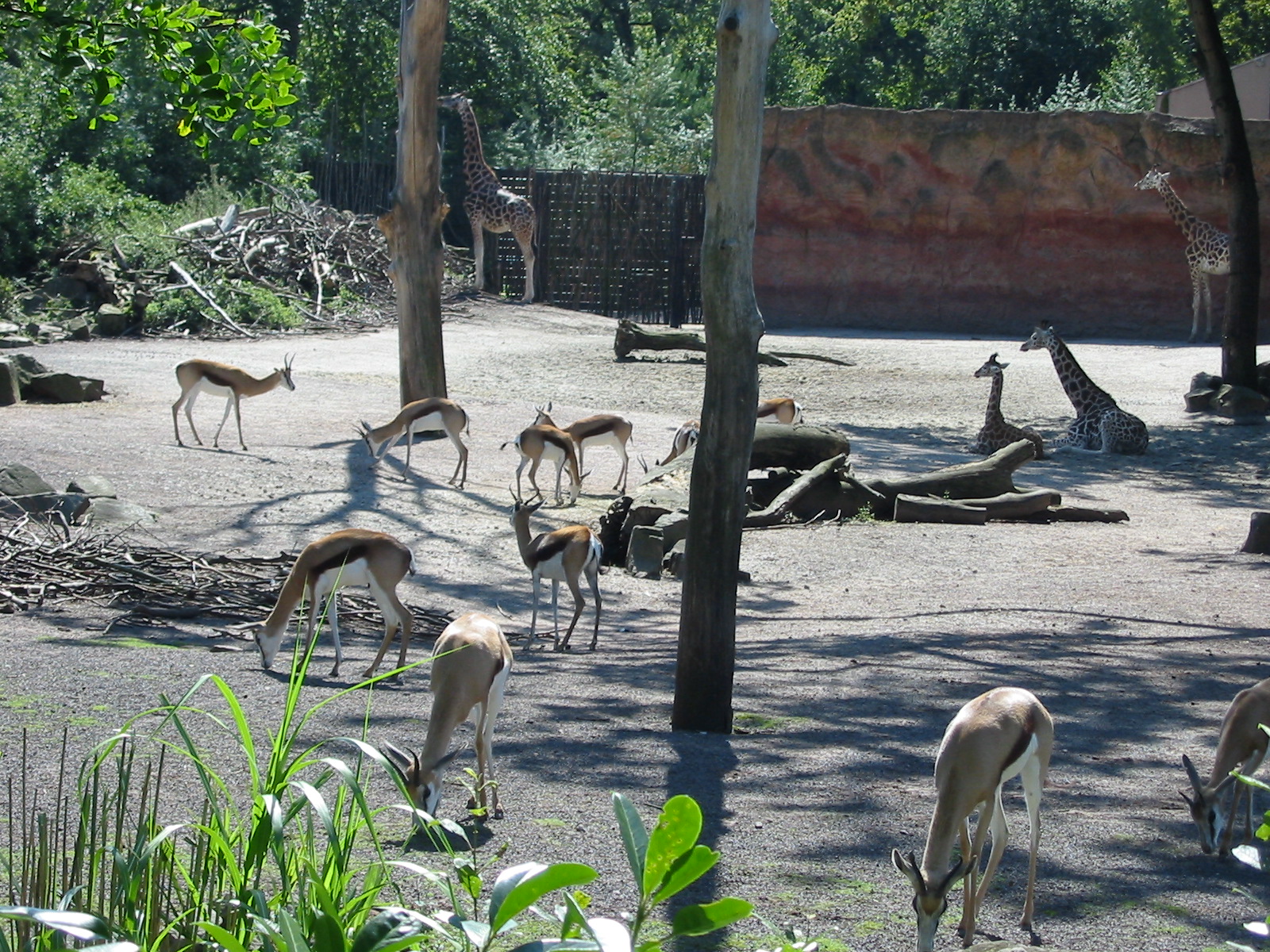 Hannover Zoo 2004 - Mixed Savannah exhibit