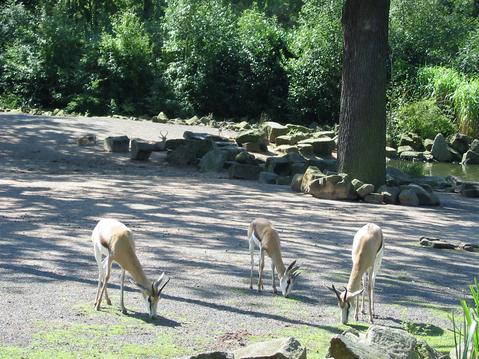 Hannover Zoo 2004 - Mixed Savannah exhibit