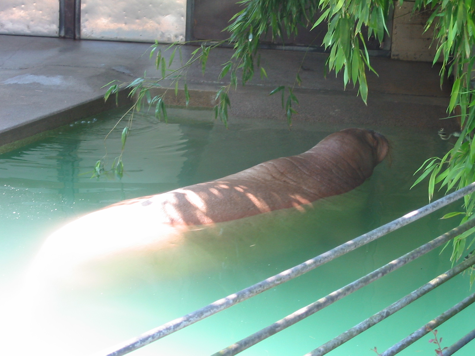 Hannover Zoo 2004 - Pacific Walrus in the old pool
