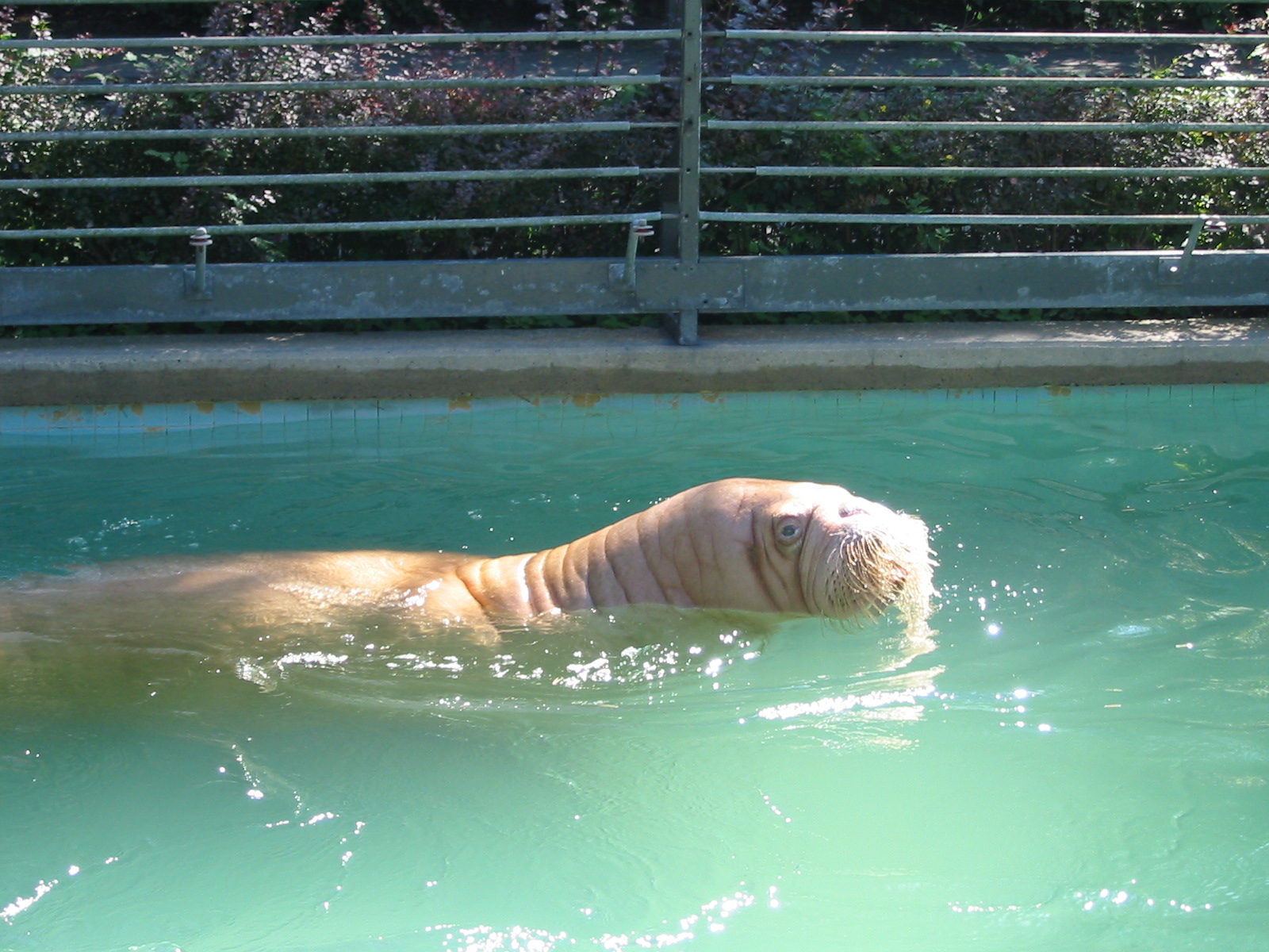 Hannover Zoo 2004 - Pacific Walrus in the old pool