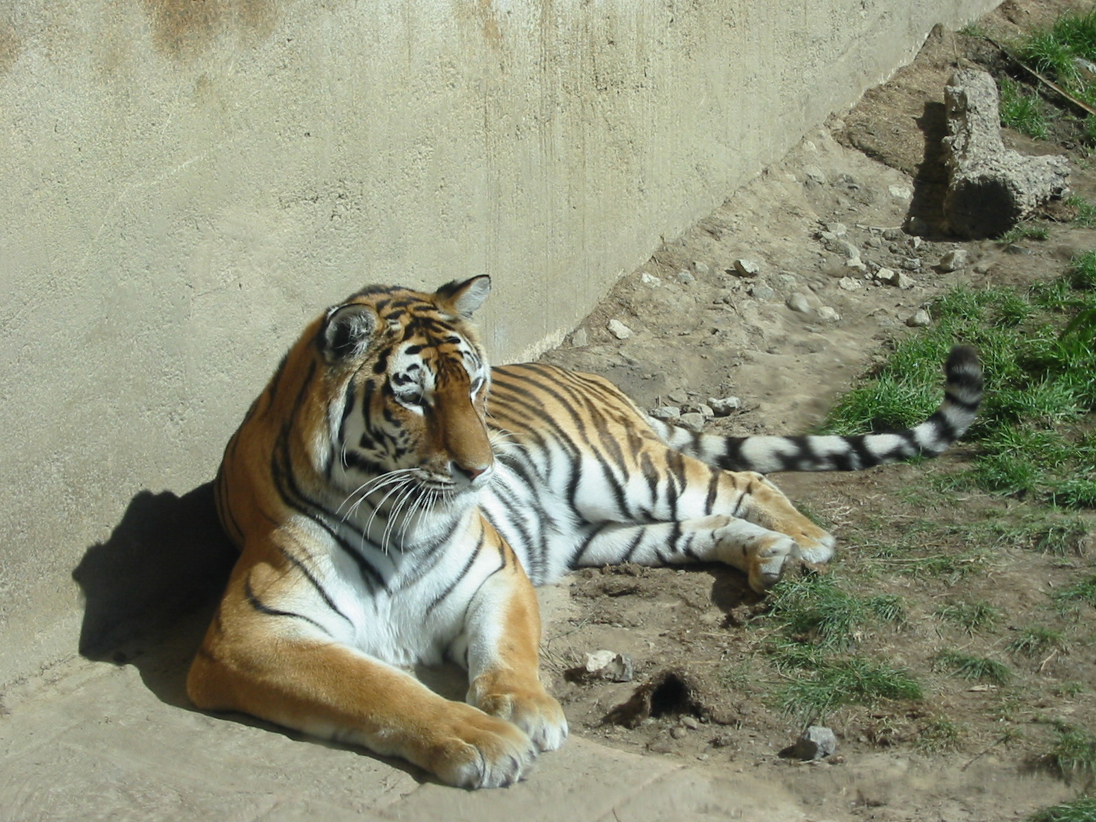 Hannover Zoo 2004 - Siberian Tiger in an India-theme exhibit complex
