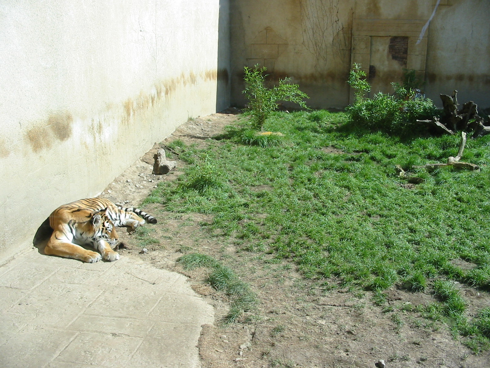 Hannover Zoo 2004 - Siberian Tiger in an India-theme exhibit complex
