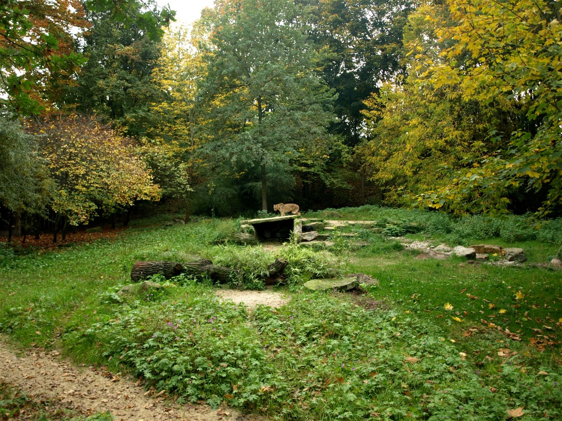 Hannover Zoo - Cheetah exhibit