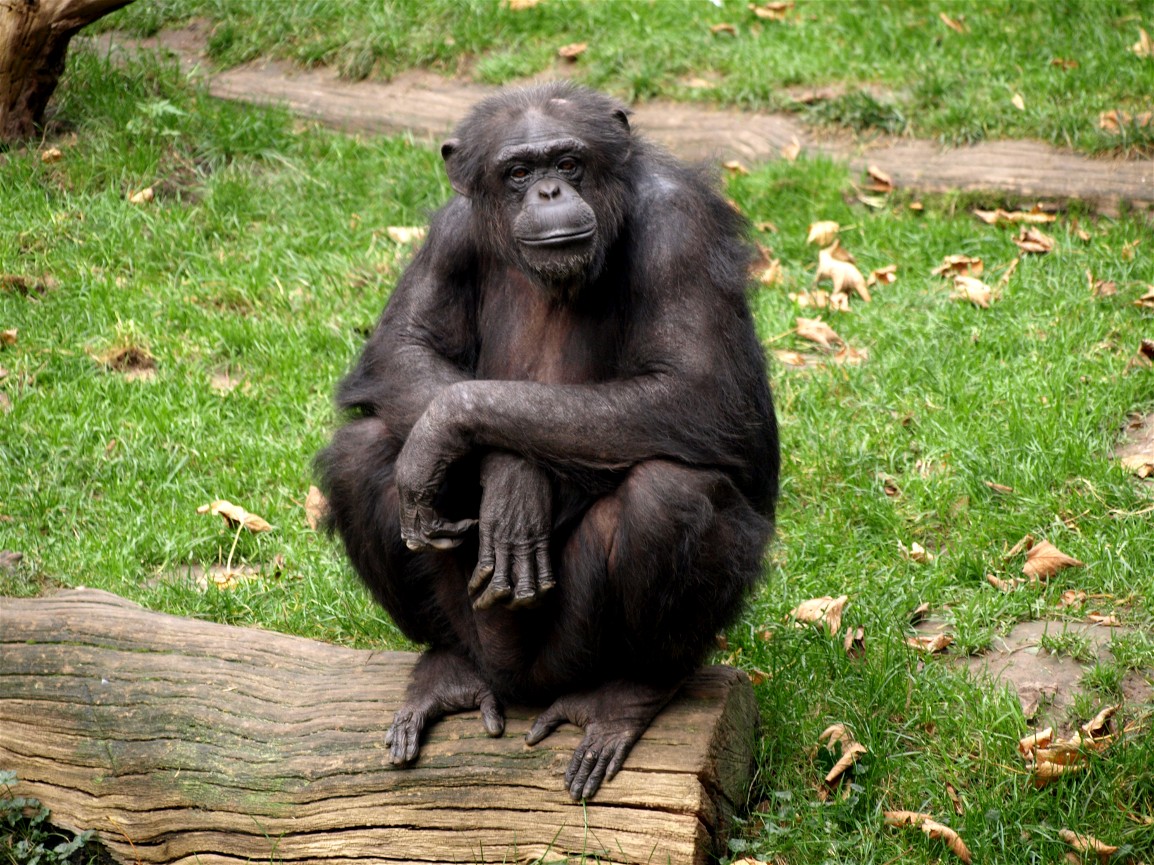 Hannover Zoo - Chimpanzee