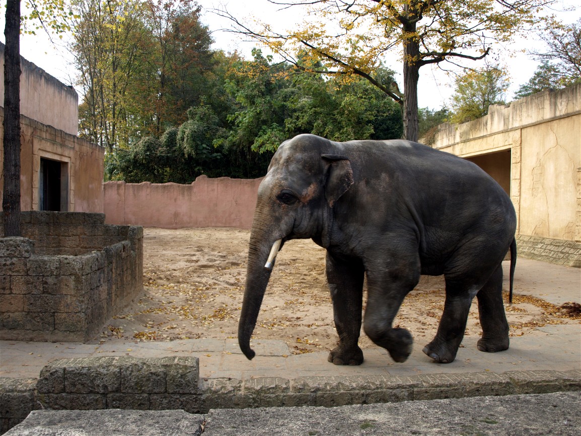 Hannover Zoo - Elephant bull yard