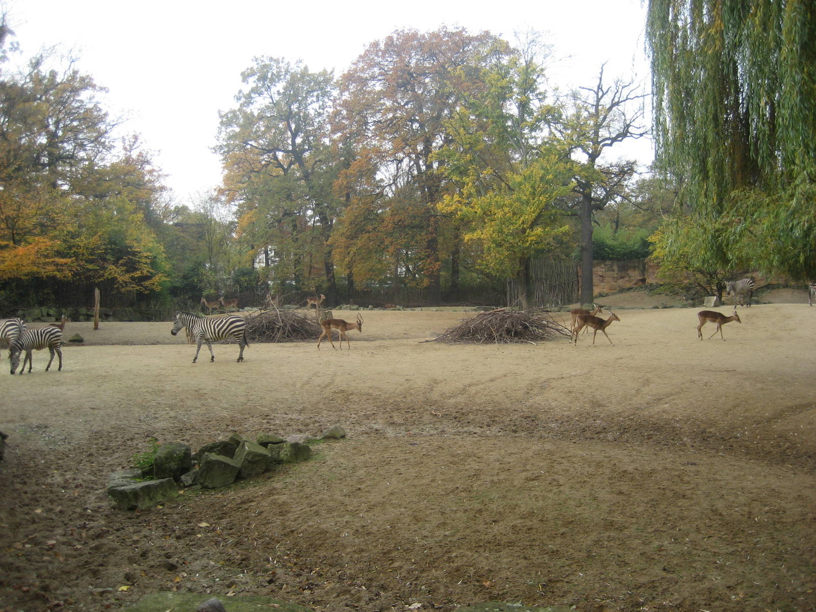 Hannover Zoo - First Savannah