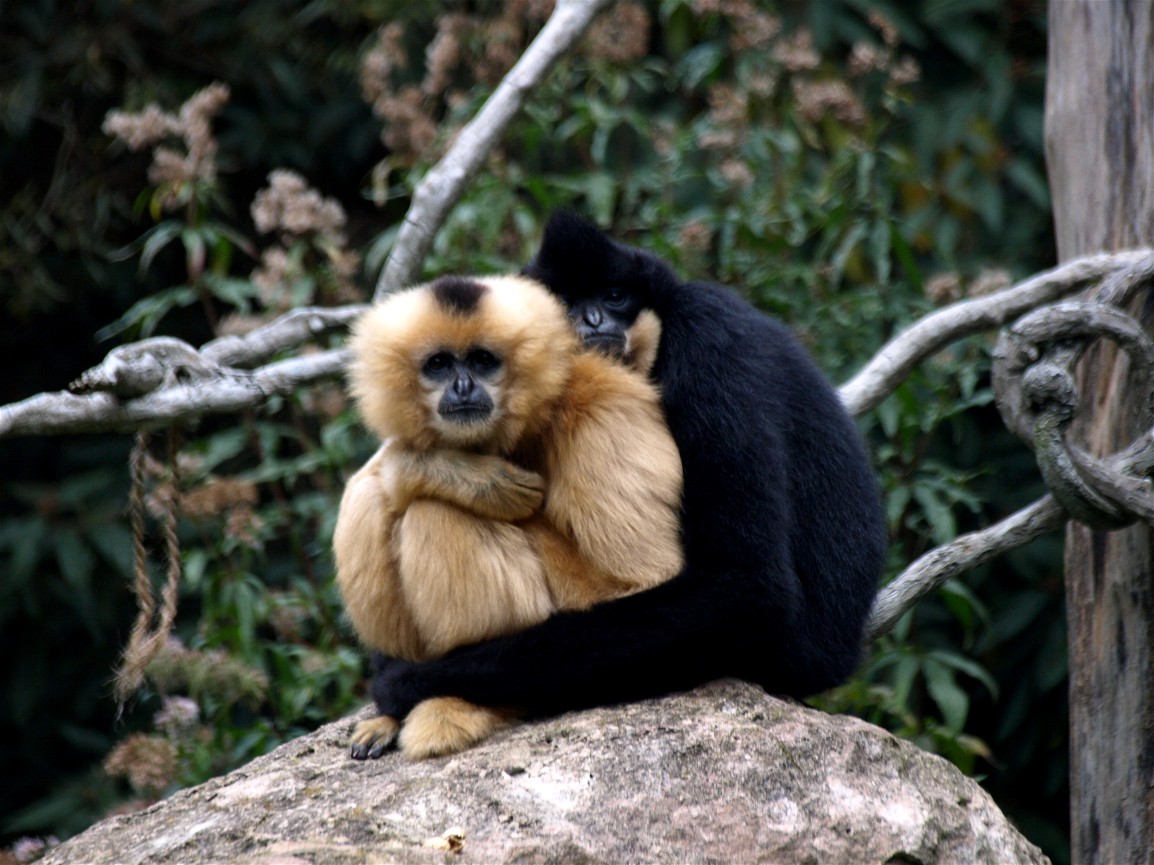 Hannover Zoo - Gibbons