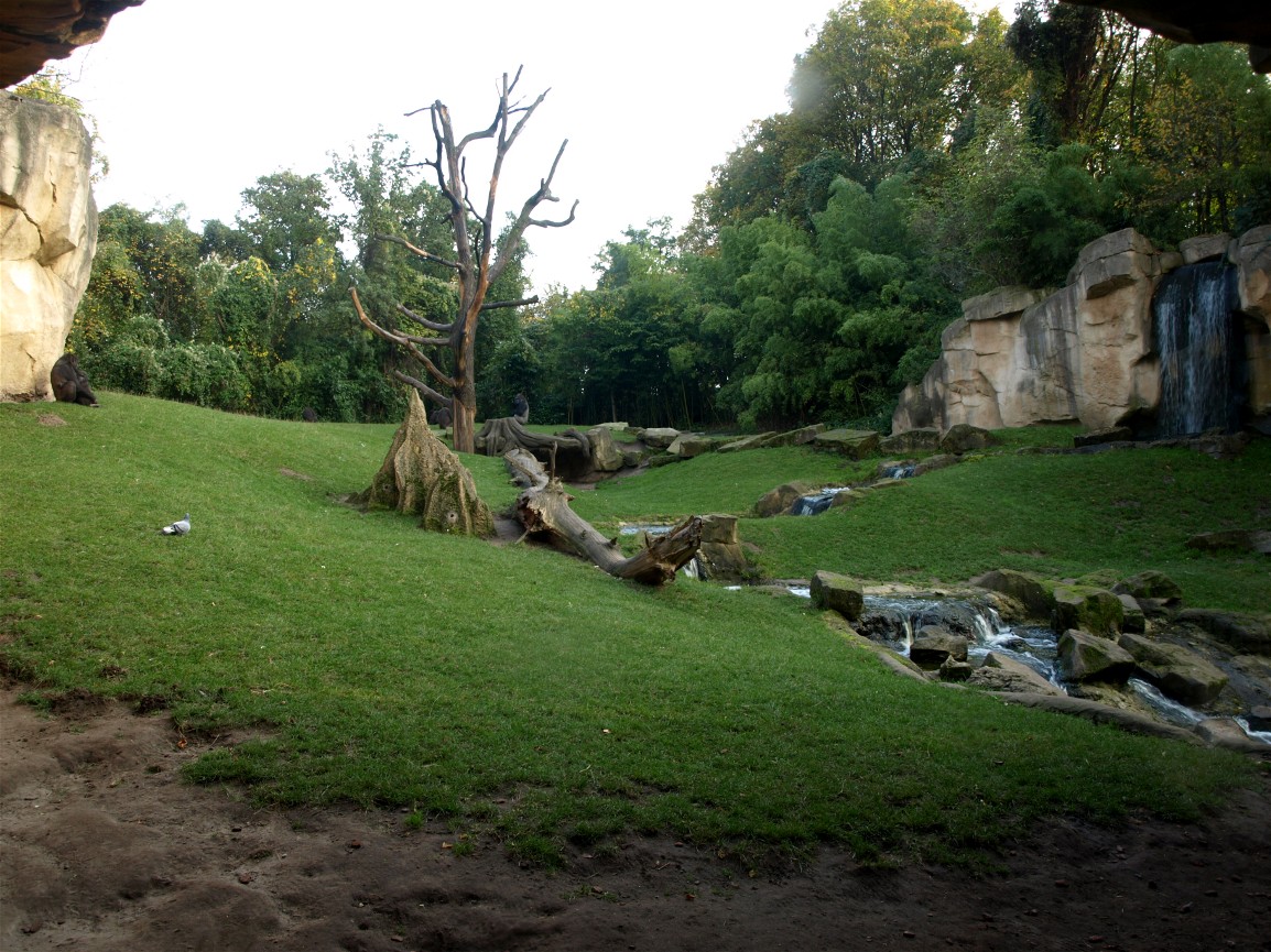 Hannover Zoo - Gorilla exhibit