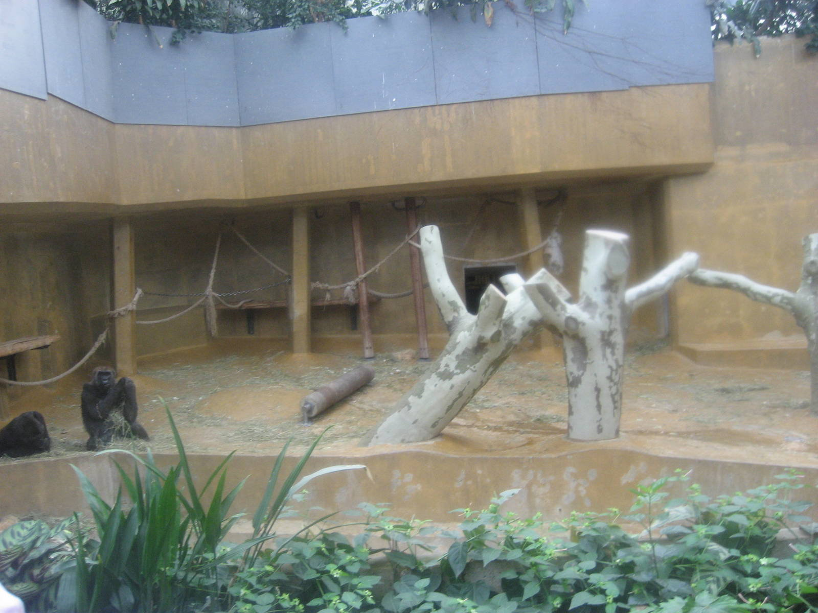 Hannover Zoo - Gorilla Indoor Exhibit