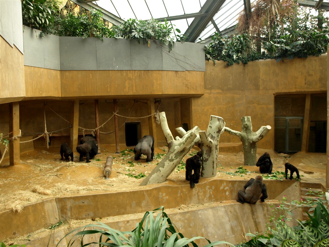 Hannover Zoo - Gorilla indoors