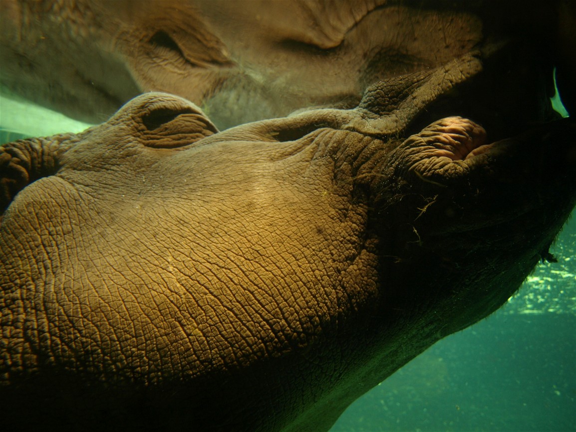 Hannover Zoo - Hippo