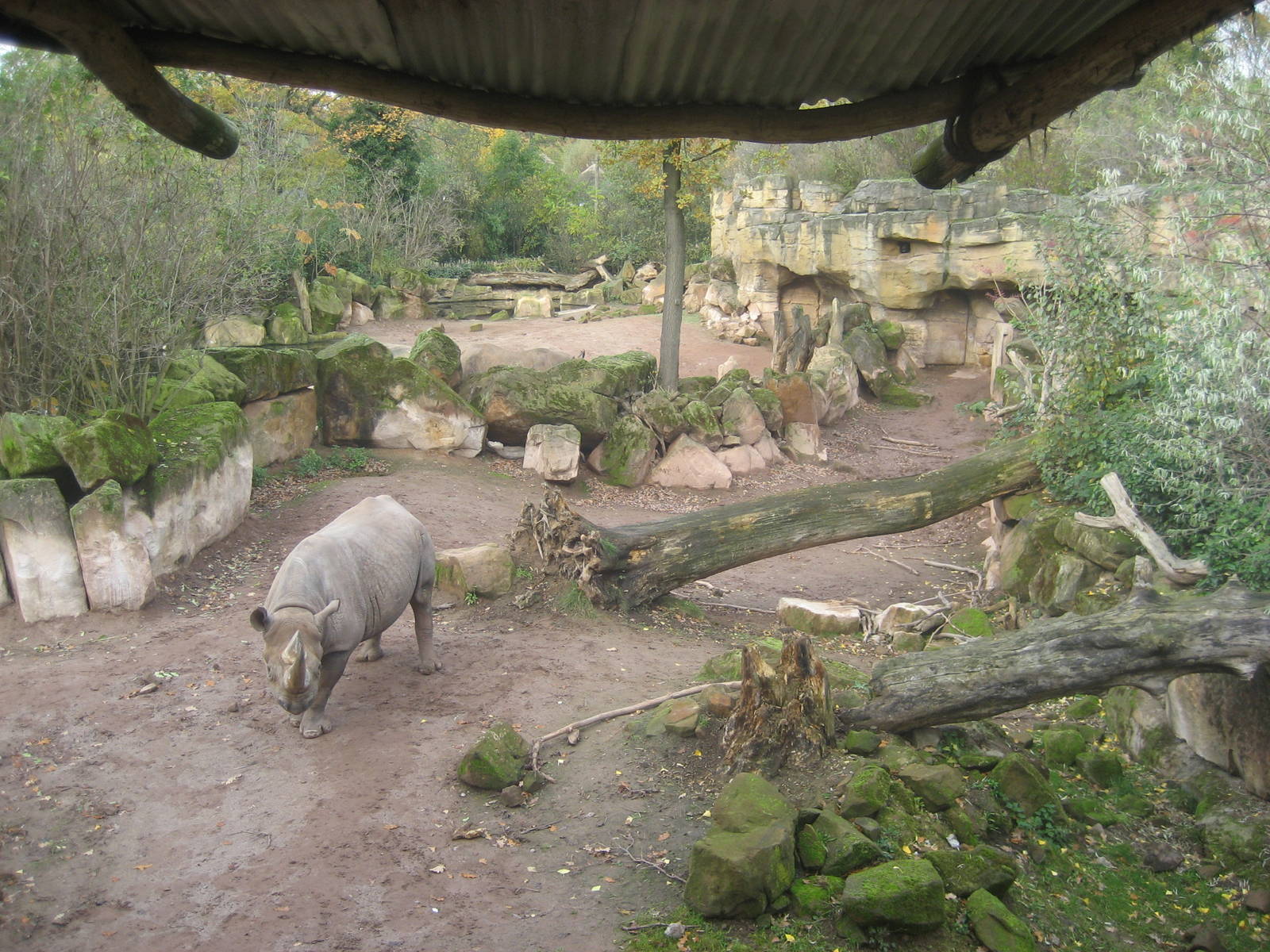 Hannover Zoo - Rhino Exhibit