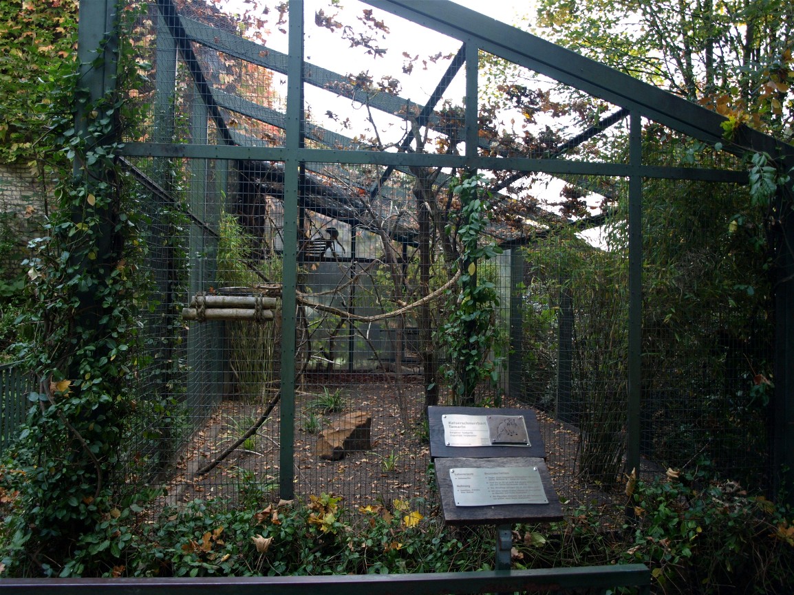 Hannover Zoo - Tamarin exhibit