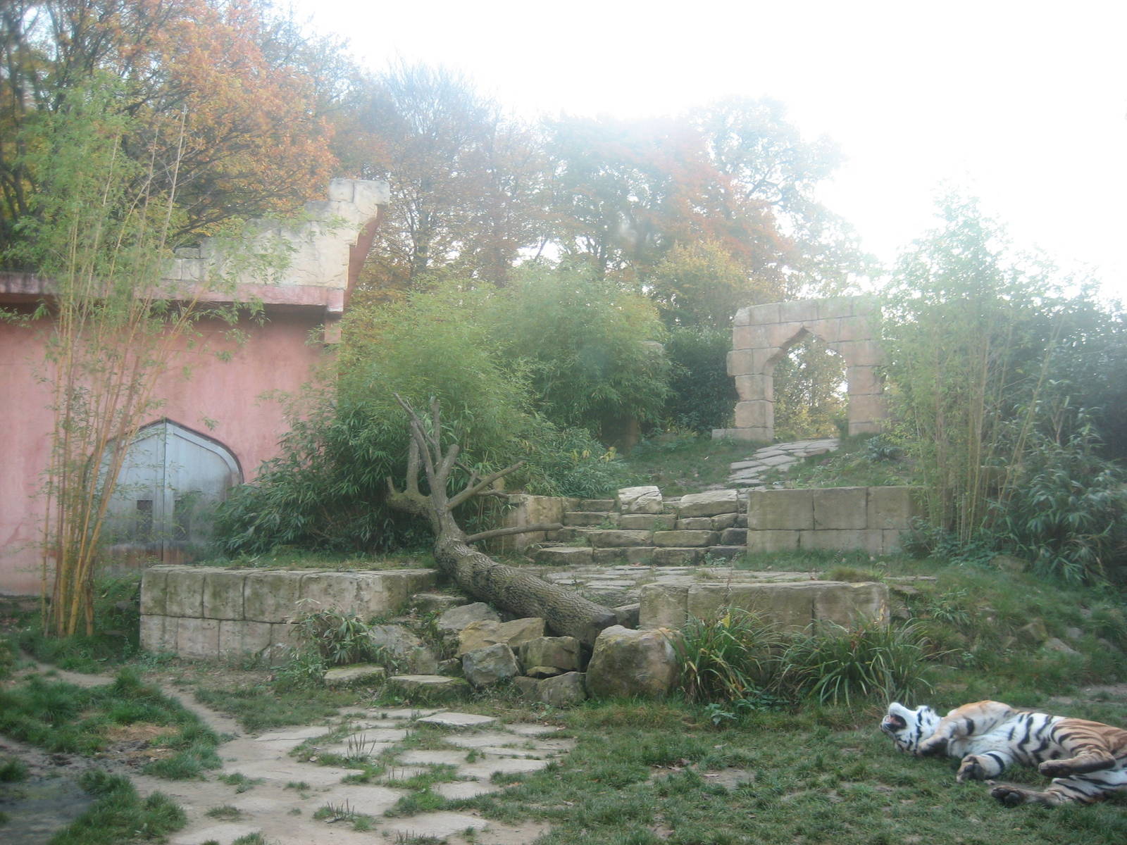 Hannover Zoo - Tiger exhibit