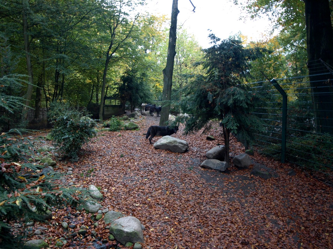Hannover Zoo - Wolf exhibit