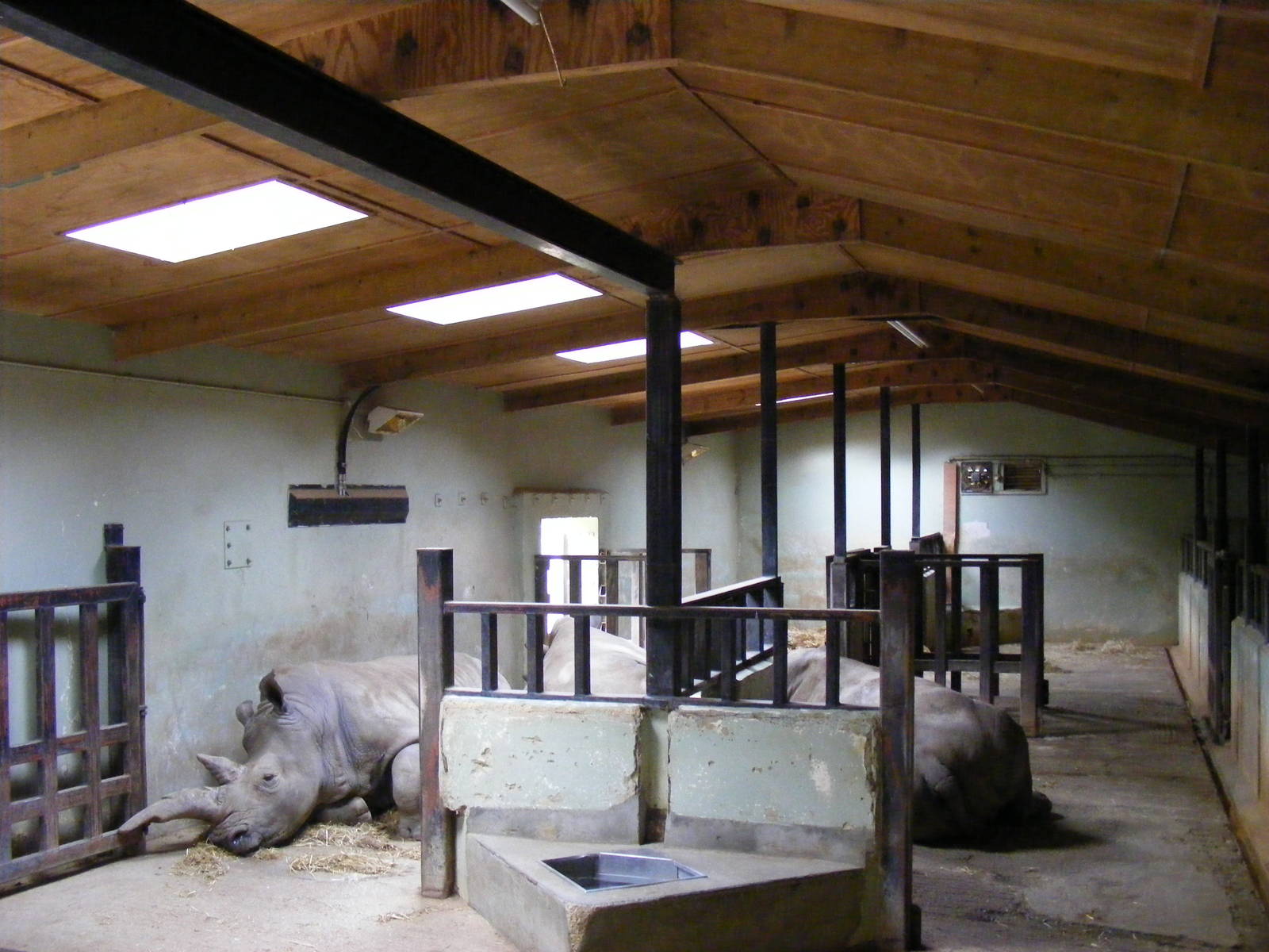 Hannu, Sula and Kiri the southern white rhinos inside their house at Marwel