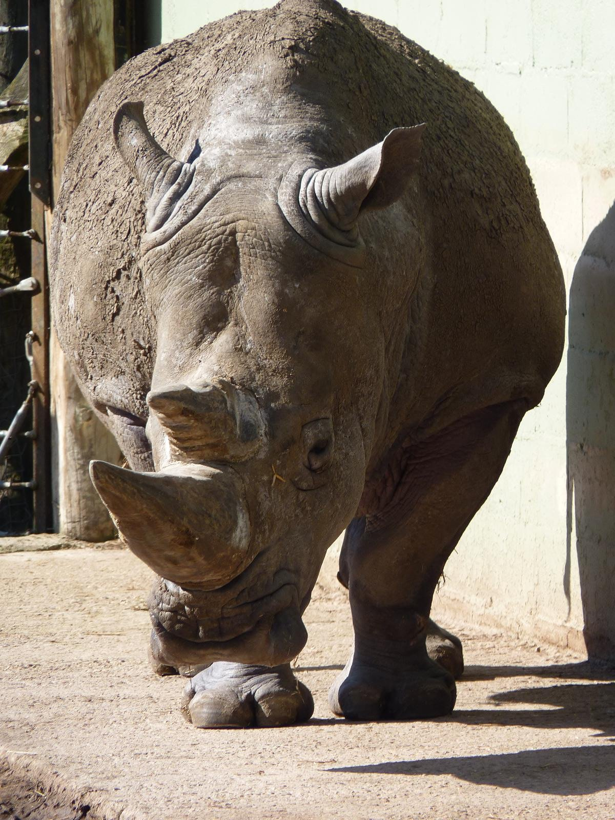 Hannu the White Rhino