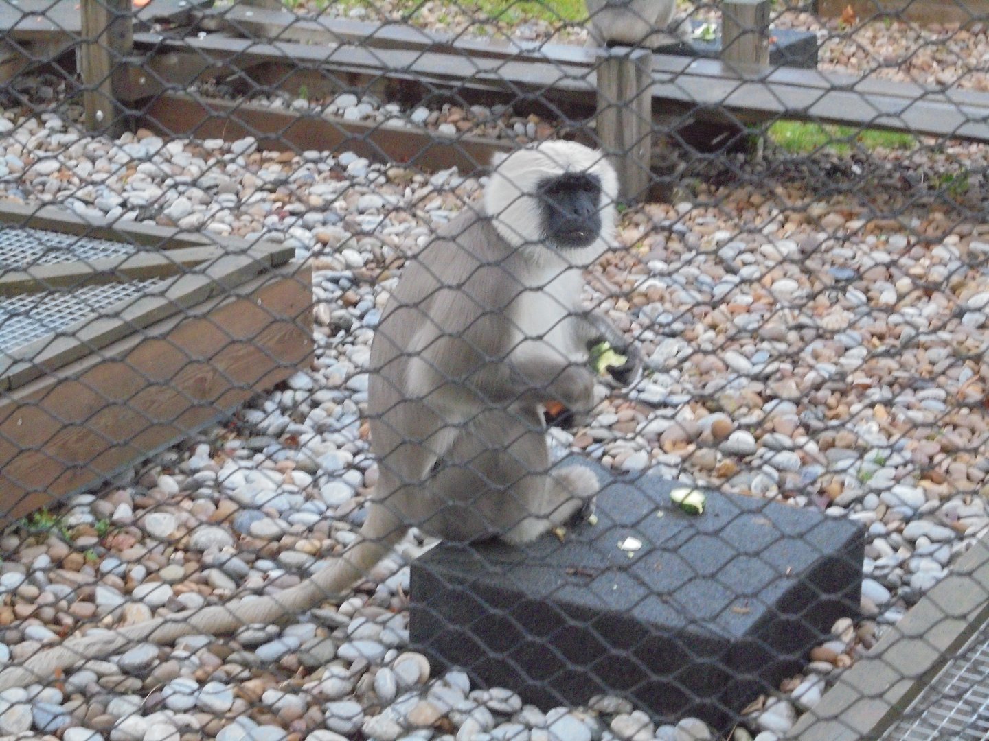 Hanuman/Grey Langur.