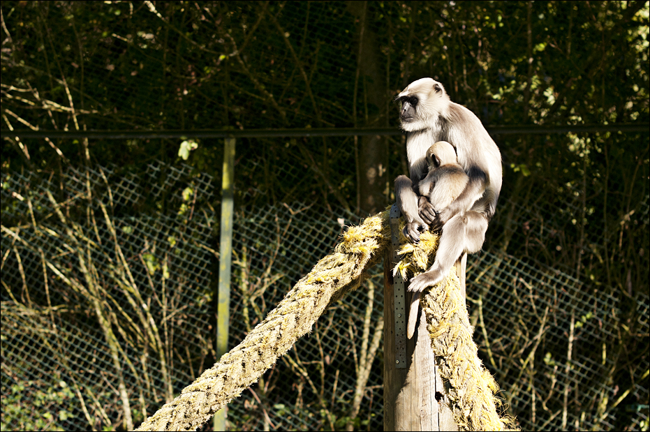 Hanuman in walkthrough at Serengeti Park