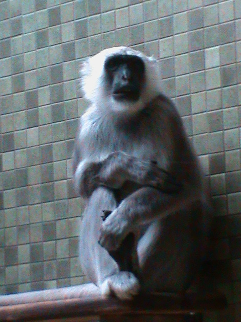 hanuman langur 030910