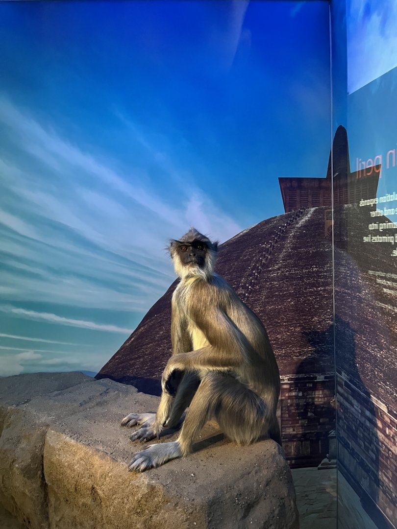 Hanuman langur 1.8.25