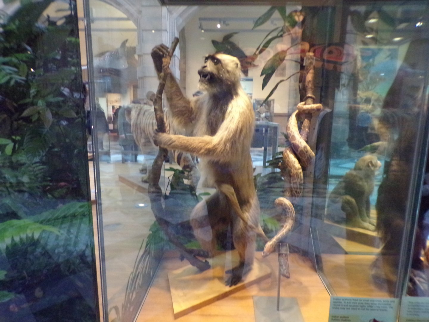 Hanuman langur and reticulated python (taken in Kelvingrove museum) 12.2.24