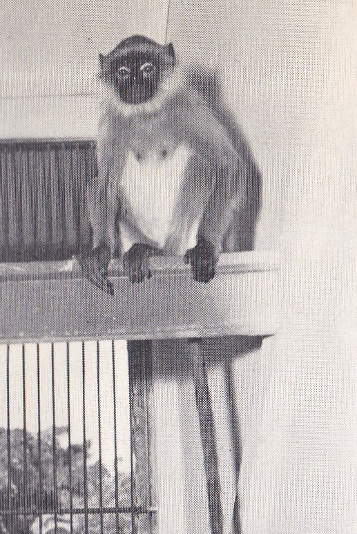 Hanuman Langur - early 1970s