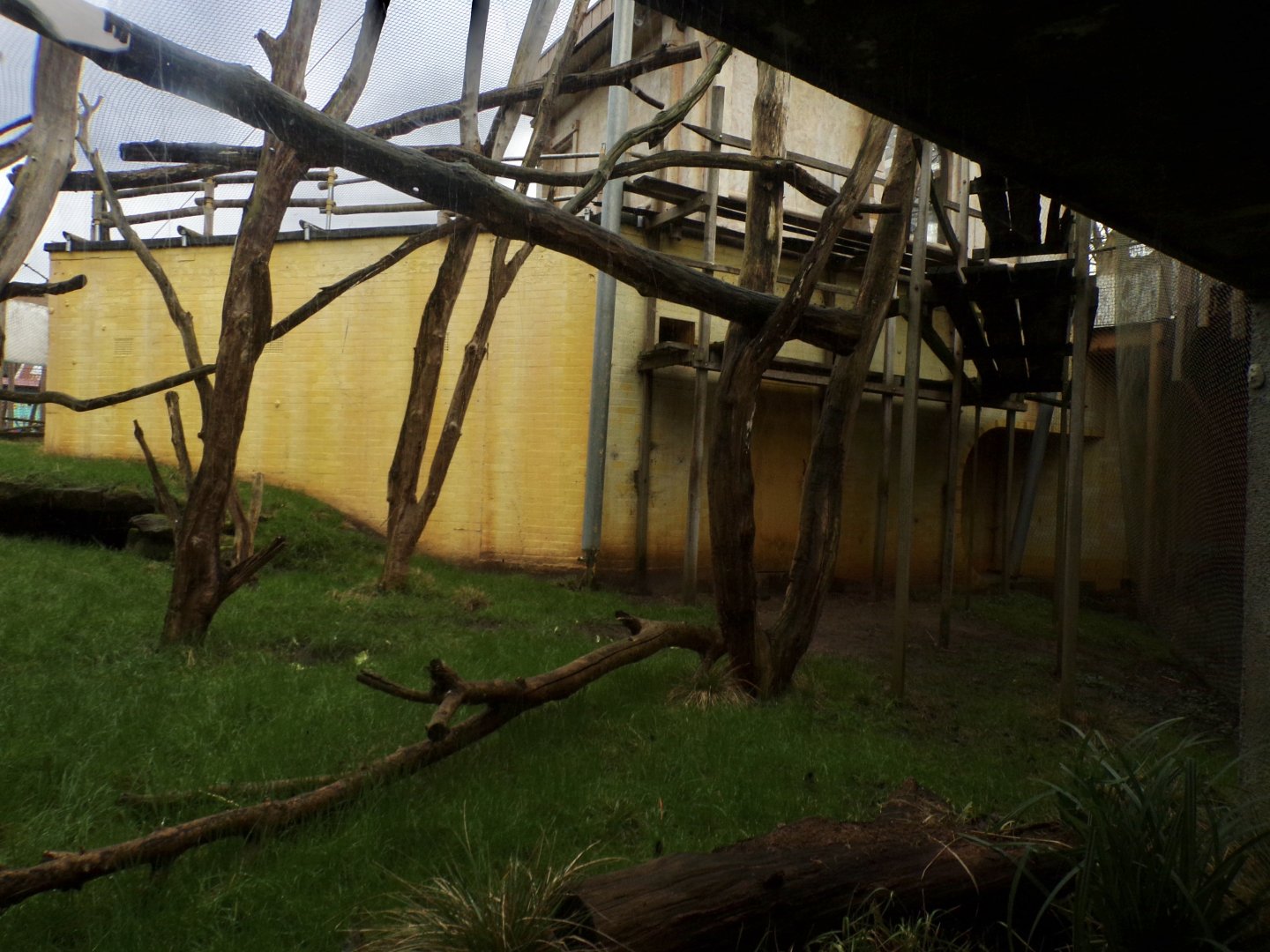 Hanuman langur enclosure 11.2.25