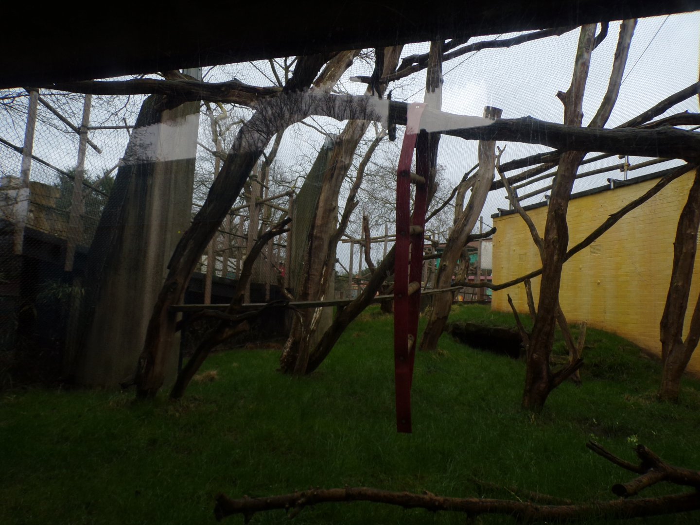 Hanuman langur enclosure 11.2.25