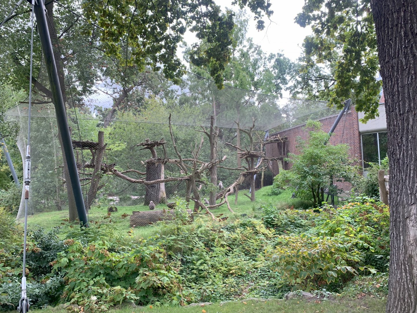 Hanuman Langur enclosure