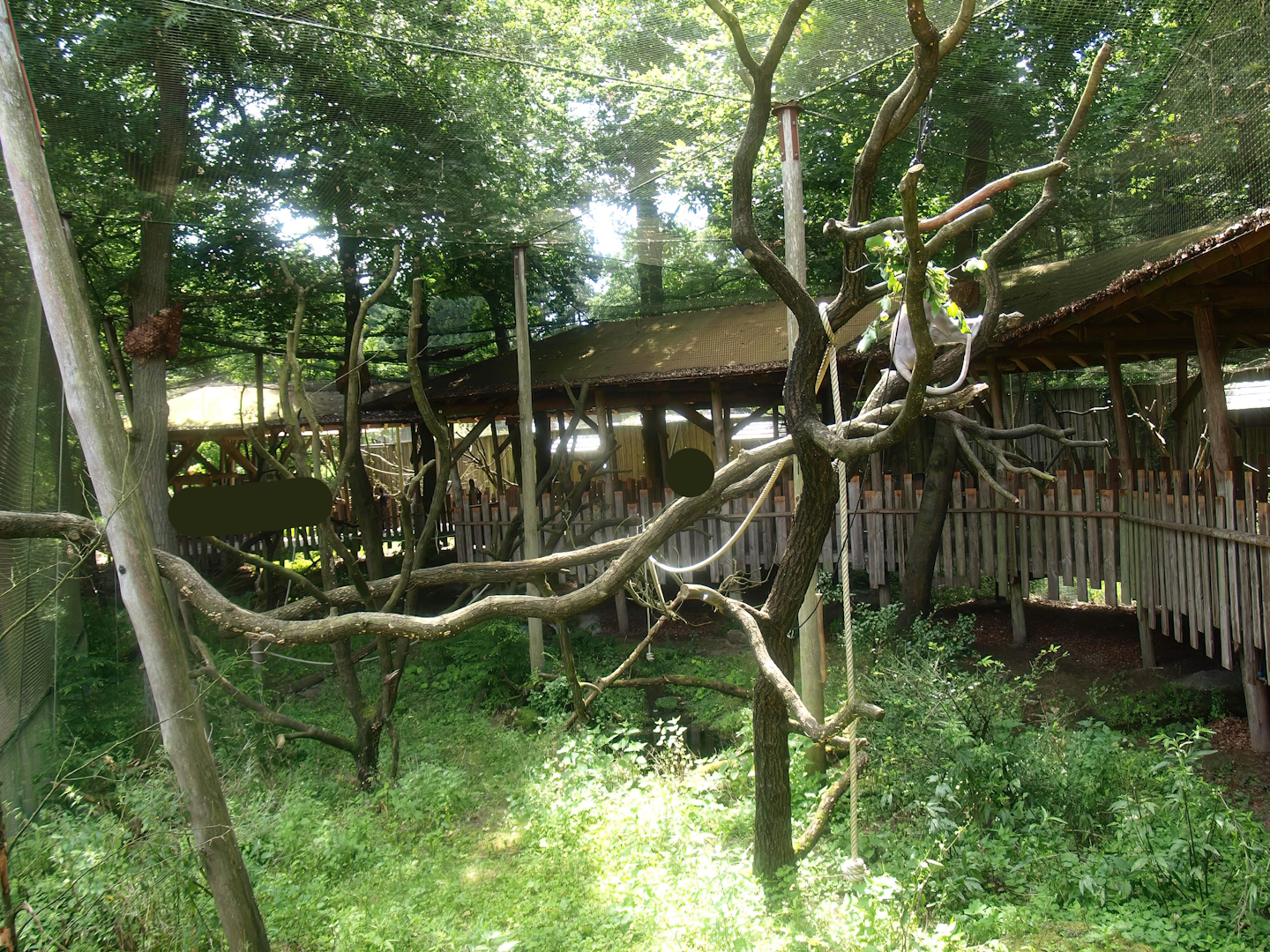 Hanuman langur exhibit, 2015-08-01