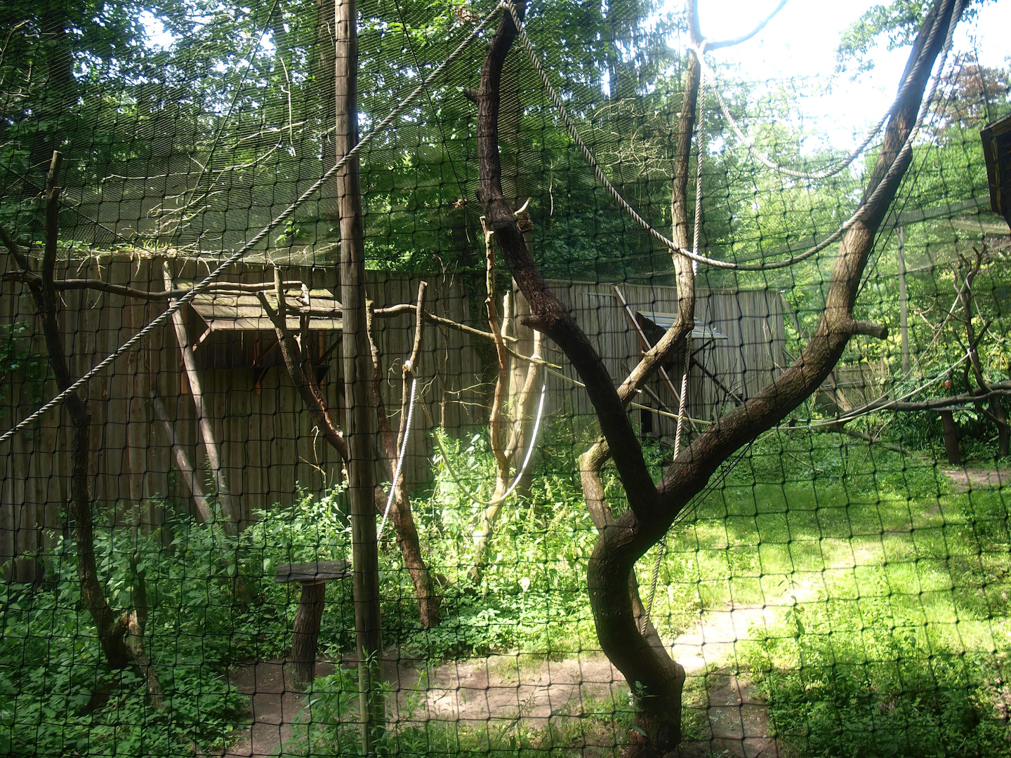 Hanuman langur exhibit, 2015-08-01