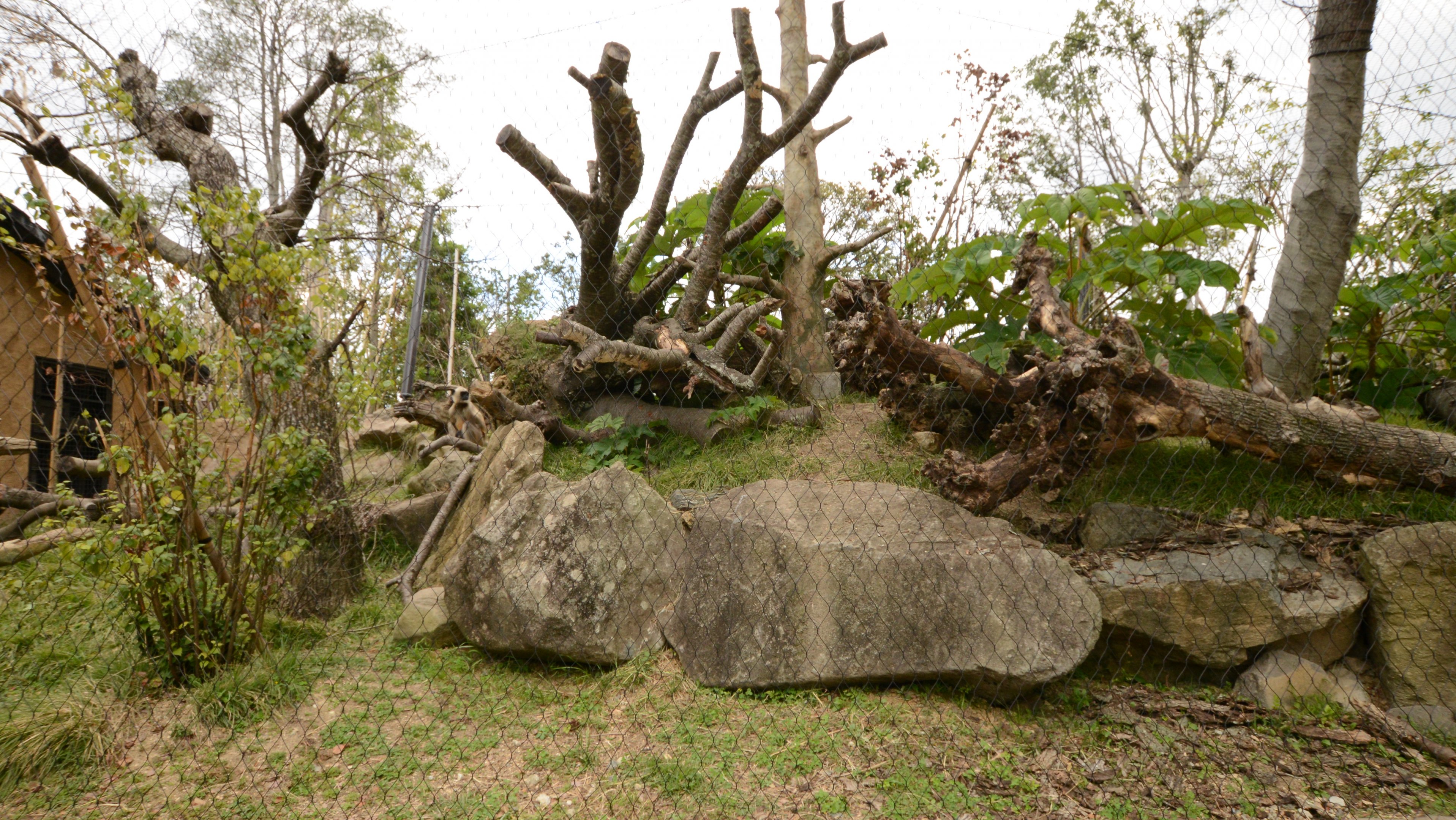 Hanuman langur Exhibit