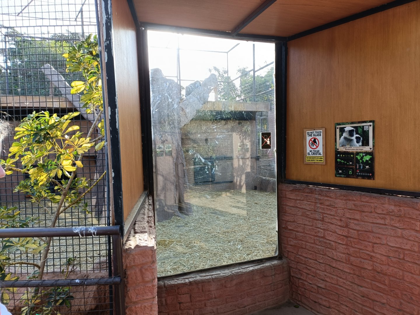Hanuman langur exhibit