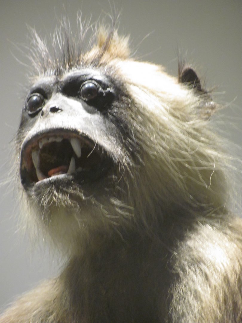 Hanuman Langur Head