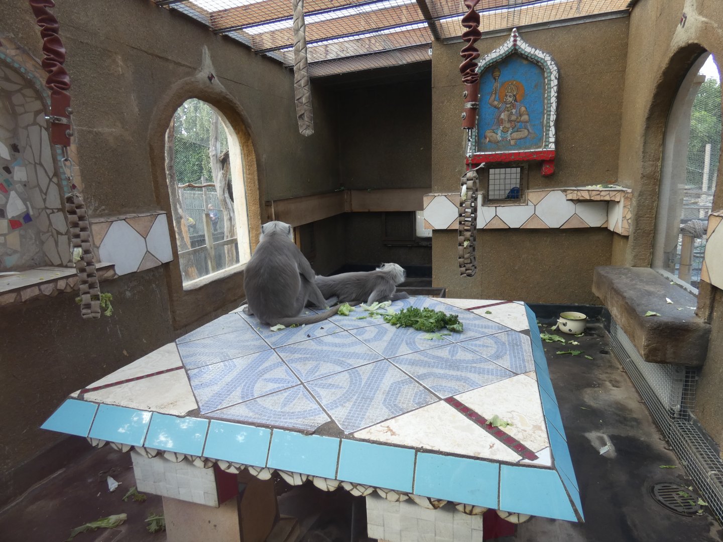 Hanuman langur indoor enclosure