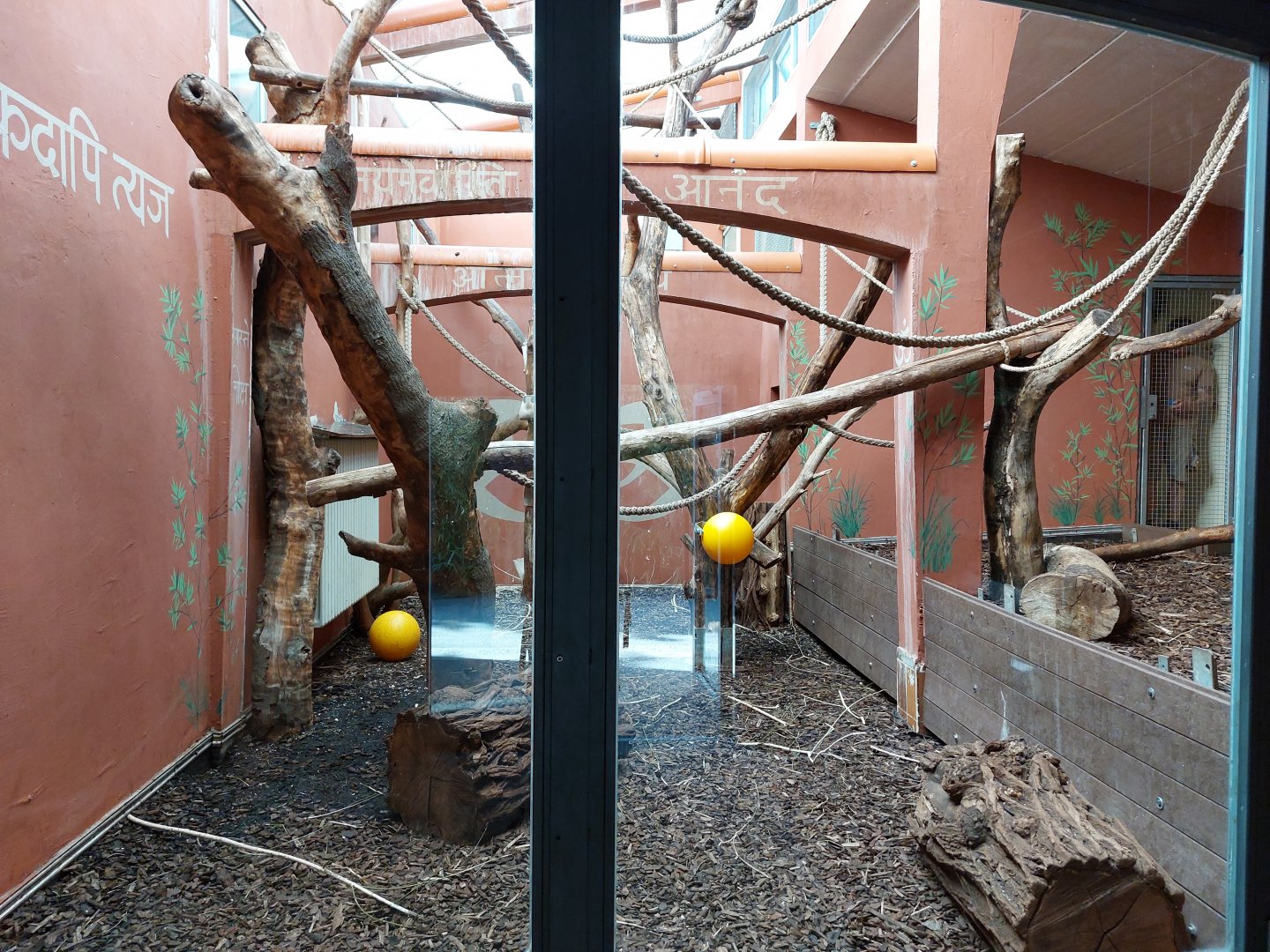 Hanuman langur indoor