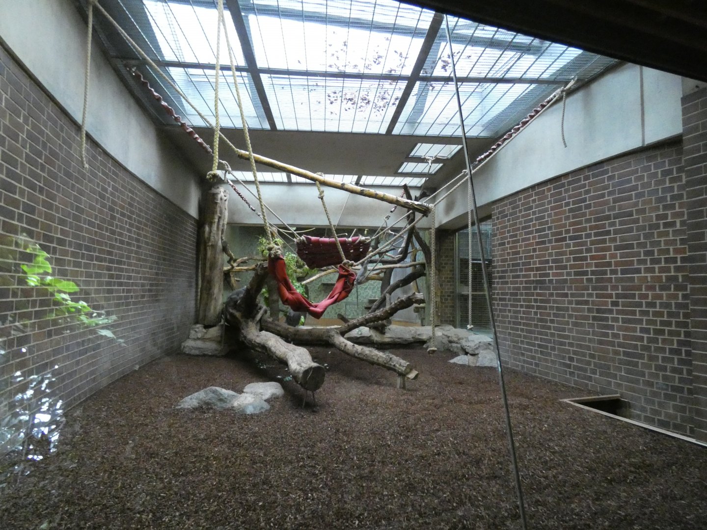 Hanuman Langur indoors