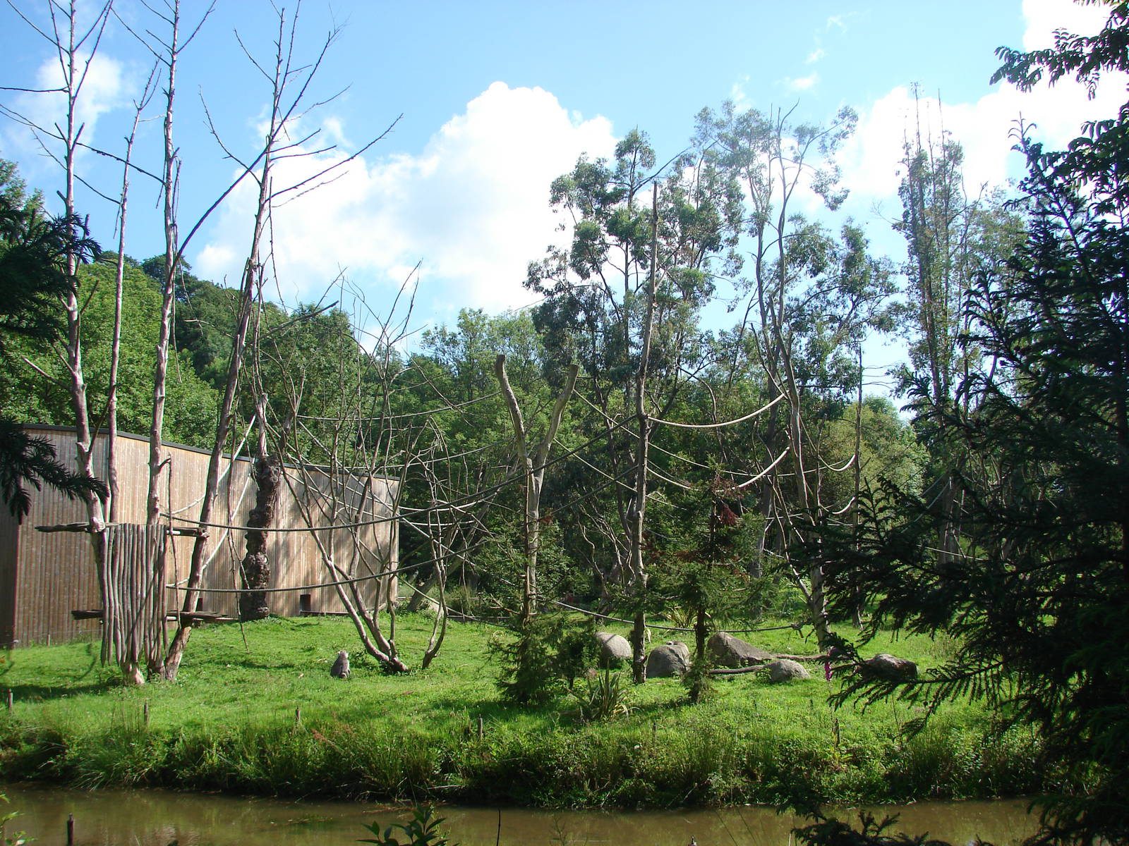 Hanuman langur island