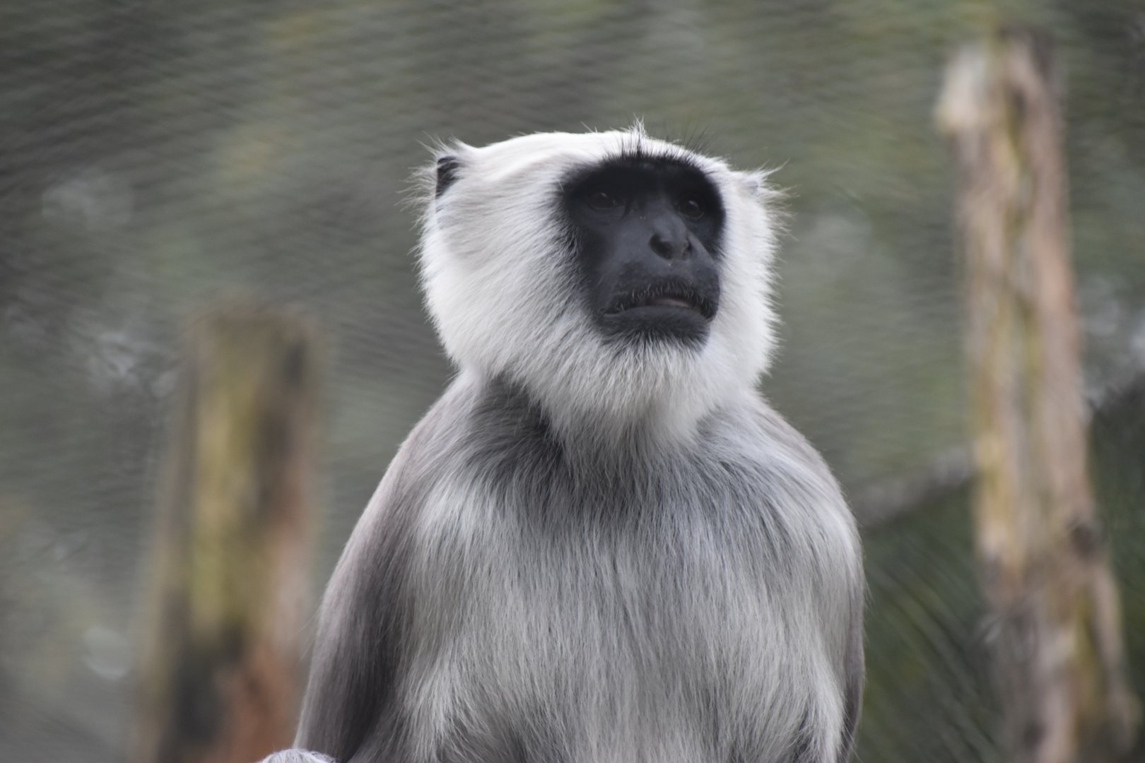 Hanuman langur male