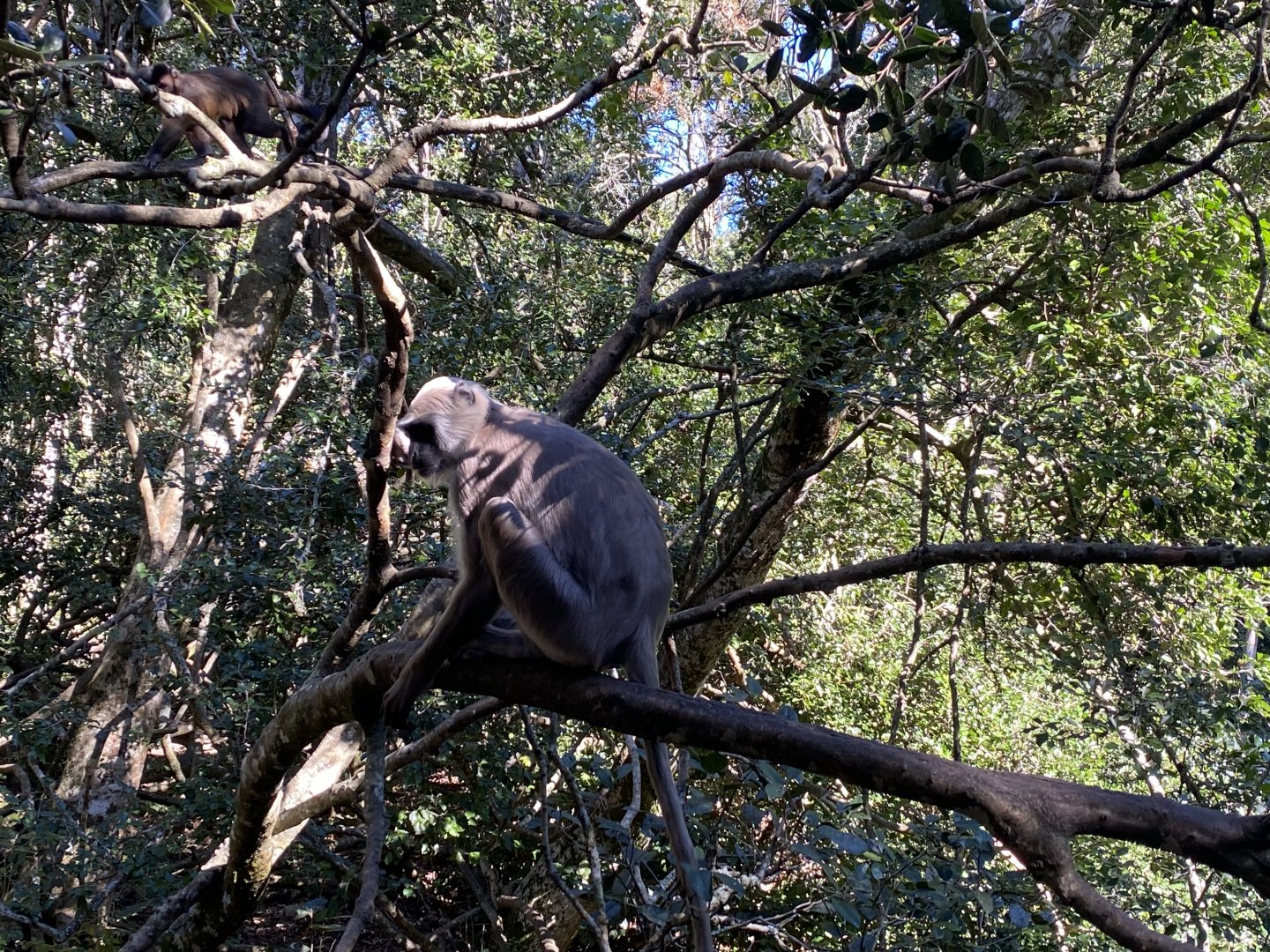 Hanuman langur on a branch