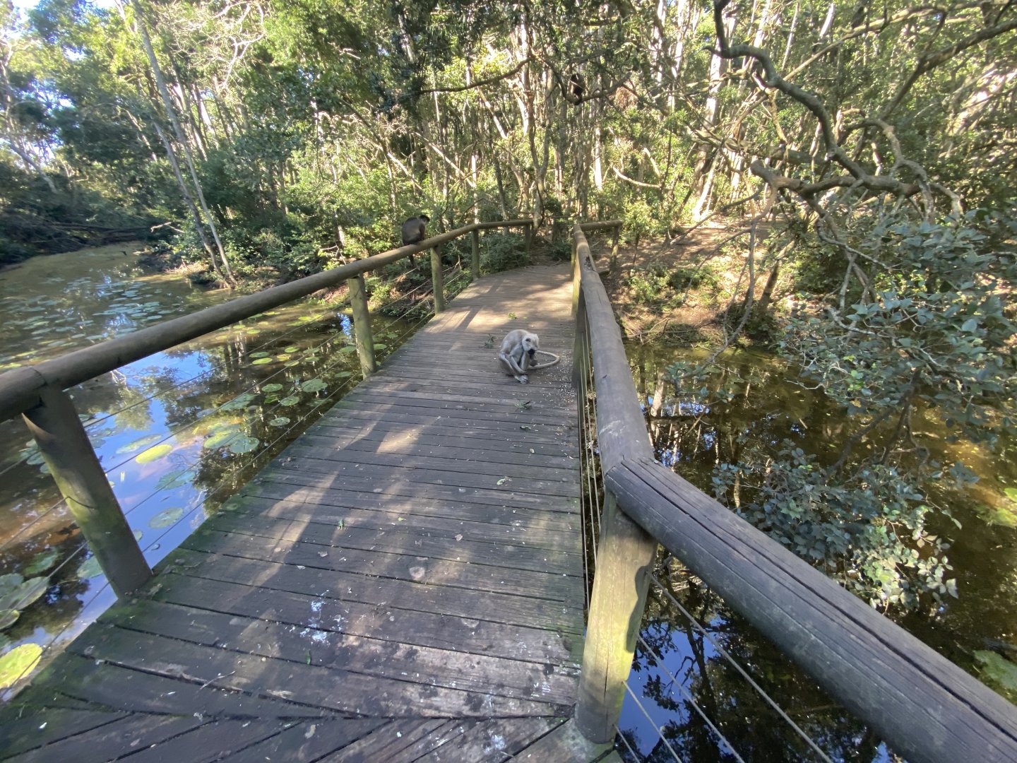 Hanuman langur on bridge