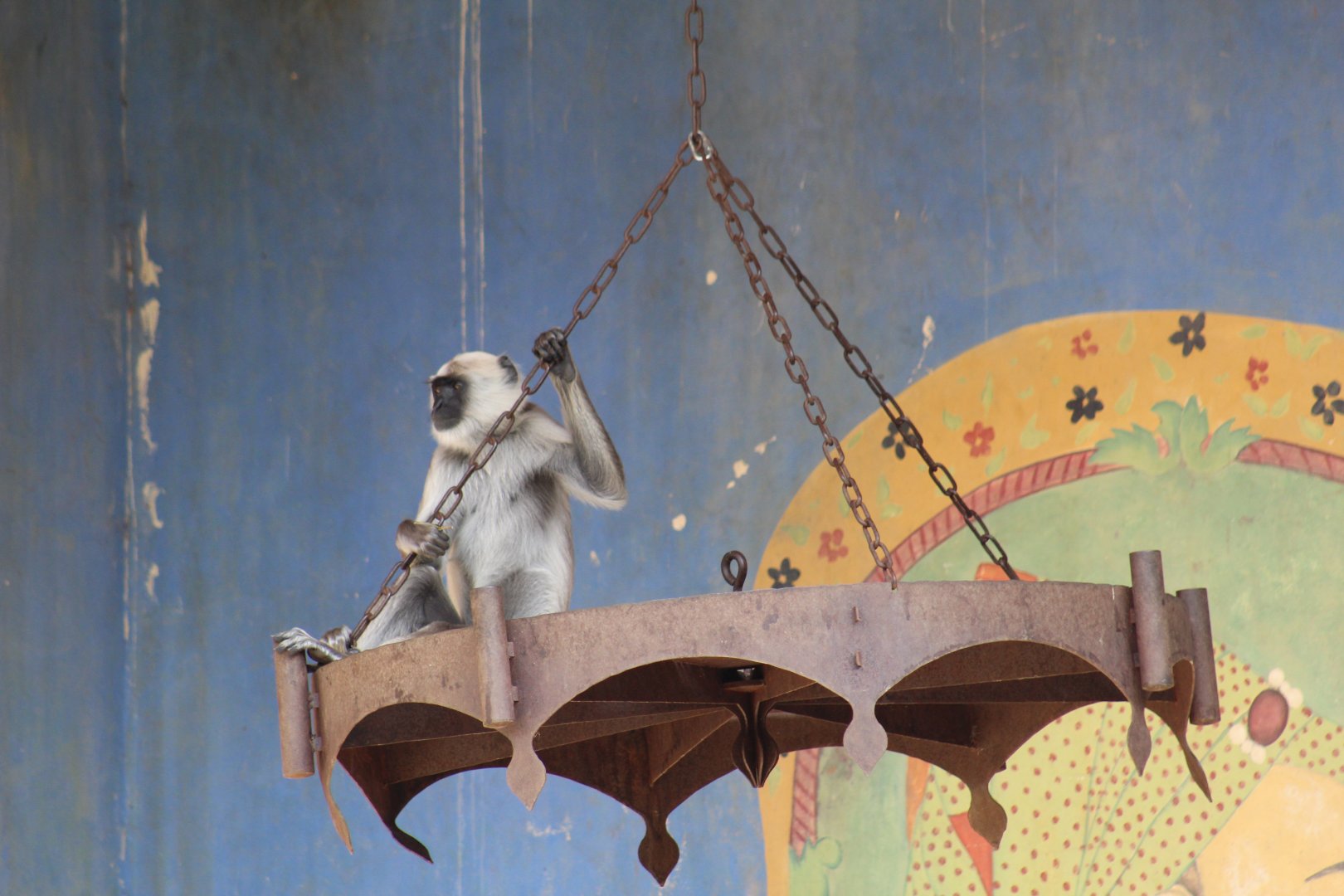 Hanuman Langur on Chandelier